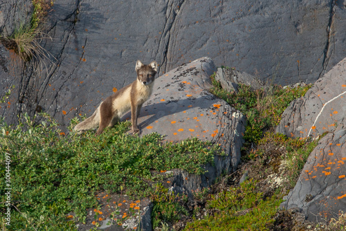 Arctic Fox running over the rocks in Northern Canada
