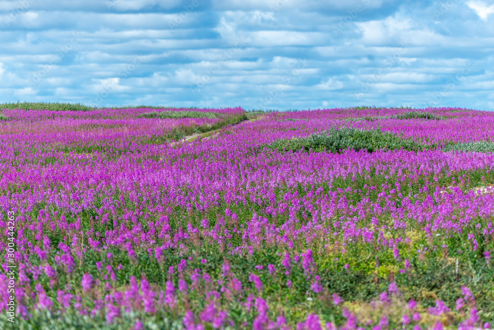 fireweed meadow in northern canada