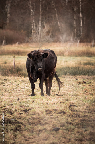 buffalo in kenya