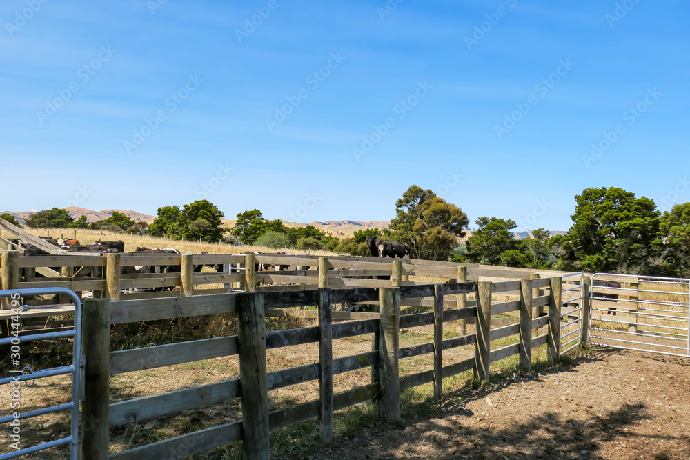 Cattle yard on the dry farm in summer with the cows in the background