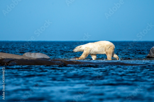 polar bear in the summer churchill canada