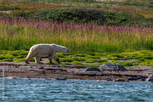 polar bear in the summer churchill canada