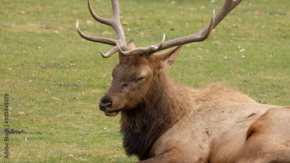 A herd of wild elks grazing on grass A herd of wild elks grazing on grass