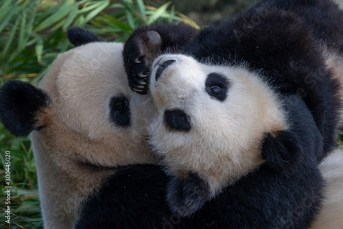 Fototapeta Naklejka Na Ścianę i Meble -  playful mom and cub panda