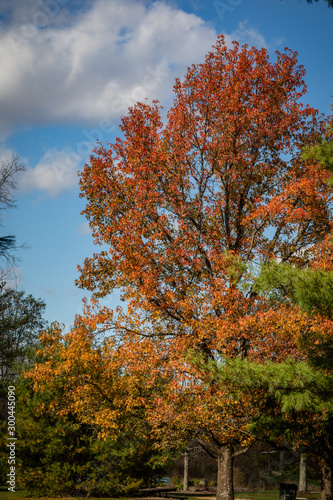 Maple Tree