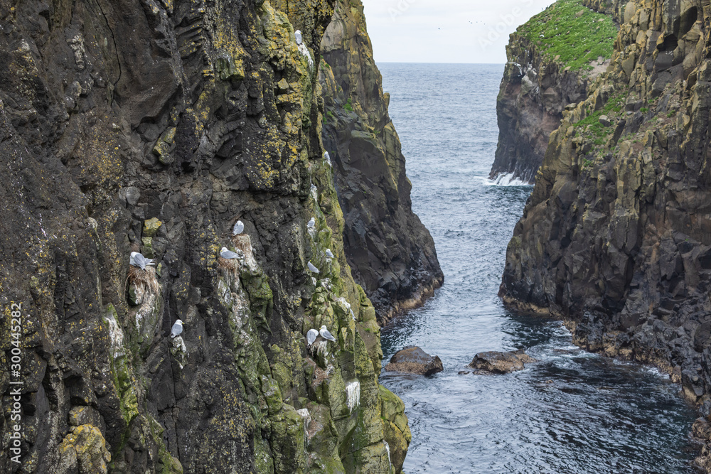 Seagulls nesting on cliffs of Mykines, Faroe Islands.