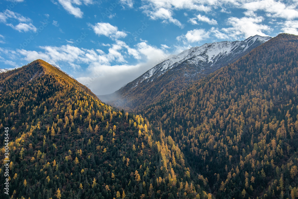 larches in the Qionglai Mountains, China