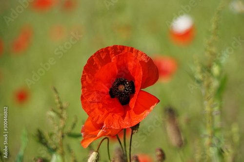 Mohnblume, Mohn, rot, Natur, Sommer, Blume, Pflanze, blühen © Uschel