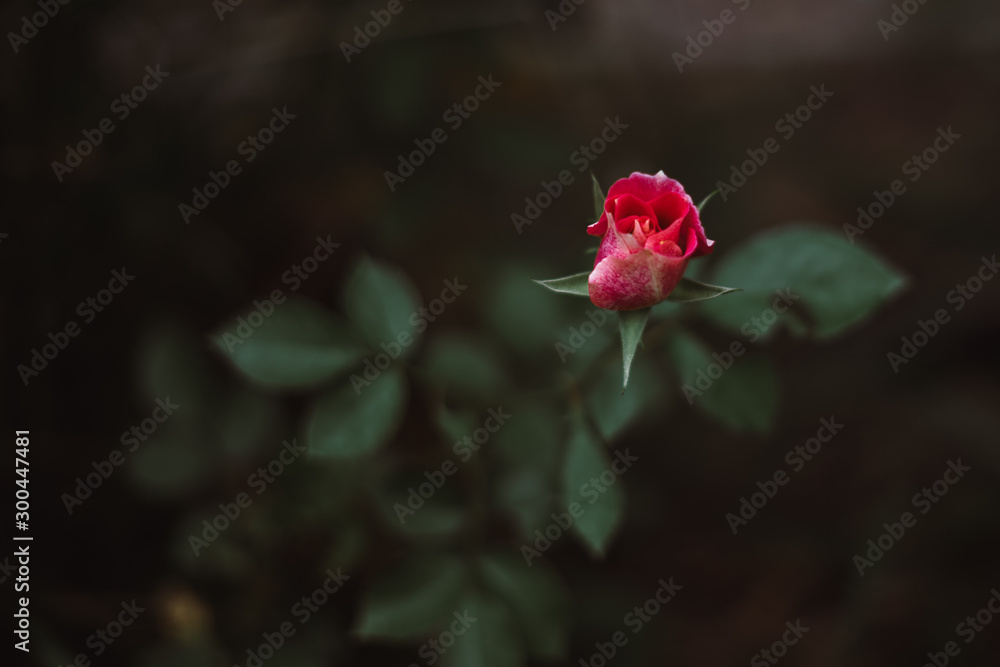 Fototapeta premium A single red rose blooming.