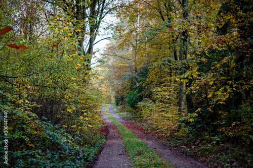 road in forest