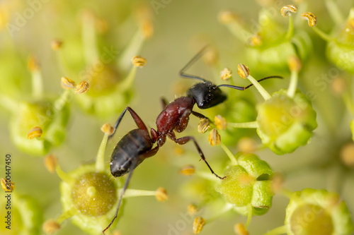 black ant close-up portrait. © Laurenx