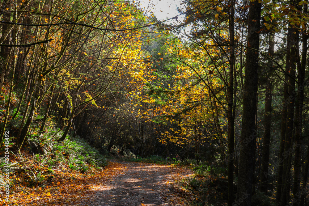 Obraz premium autumn in the forest