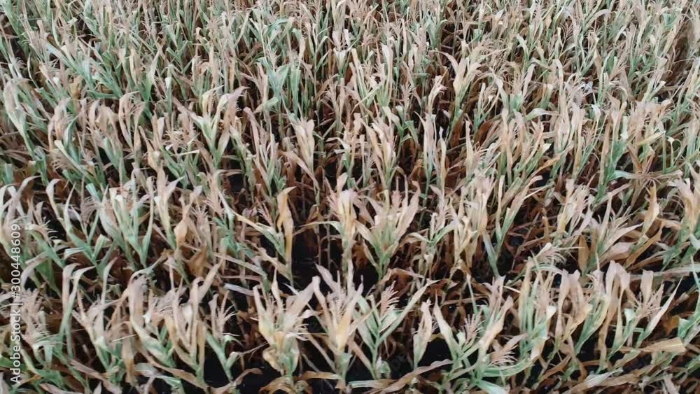 Corn field is affected by the drought drought Corn field is affected by the drought drought