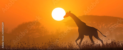 Running giraffe at sunset