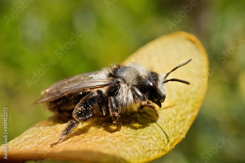 Insekt - Schwarze Biene © Revilo Lessen