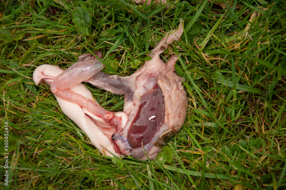 Obraz premium Fish Heads, Guts, and Eggs