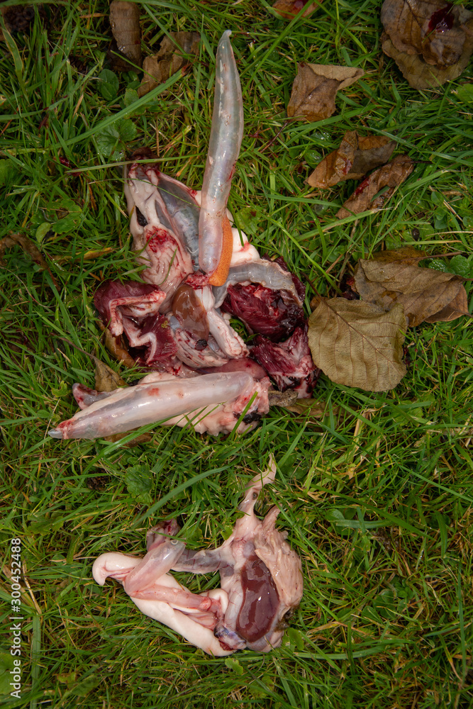Fish Heads, Guts, and Eggs Fish Heads, Guts, and Eggs