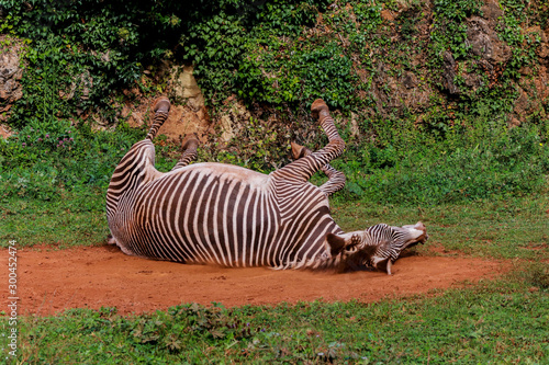 a zebra enjoying a dirt bath