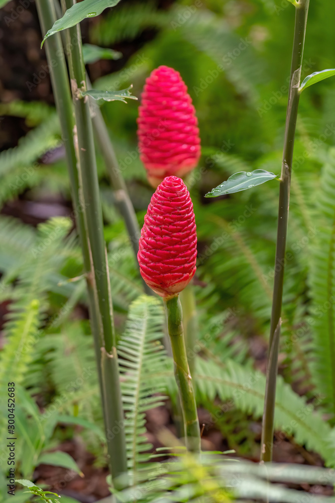Pine cone ginger - red flower that resembles a pine cone Pine cone ginger - red flower that resembles a pine cone