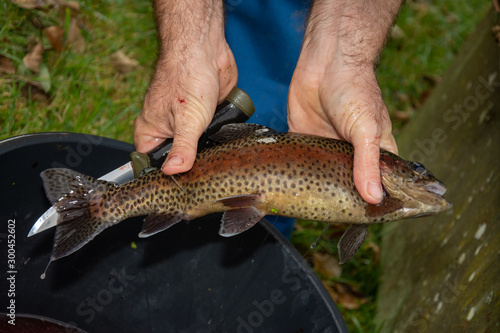 man's hand preparing trout, preparation and cleaning