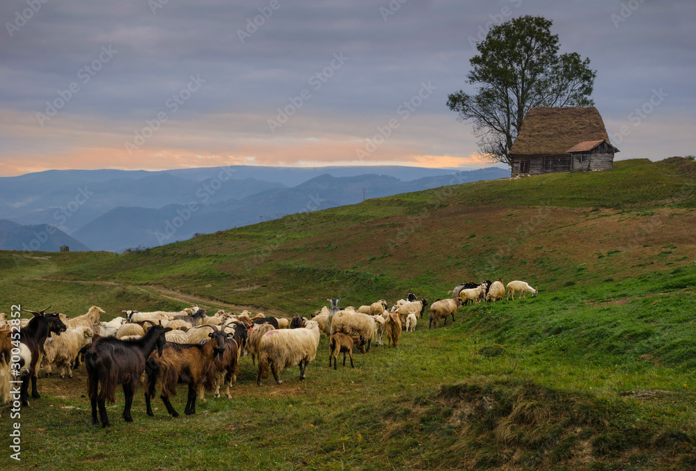 Fototapeta premium Goat herd and traditional house in Dumesti village, Apuseni Mountains, Romania