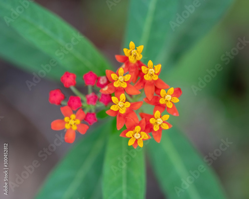 Bright multi-colored flowers growing wild in Florida -lantana camara