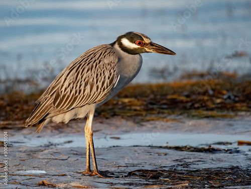 Yellow crowned night heron near the water's edge photo