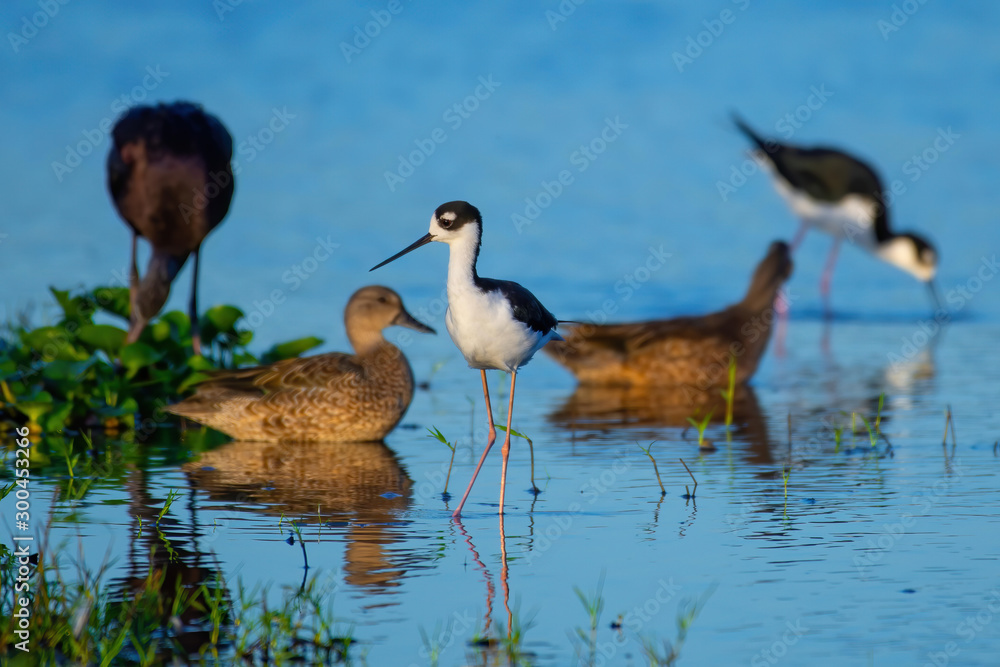 Florida shore birds gathered at the edge of the river Florida shore birds gathered at the edge of the river
