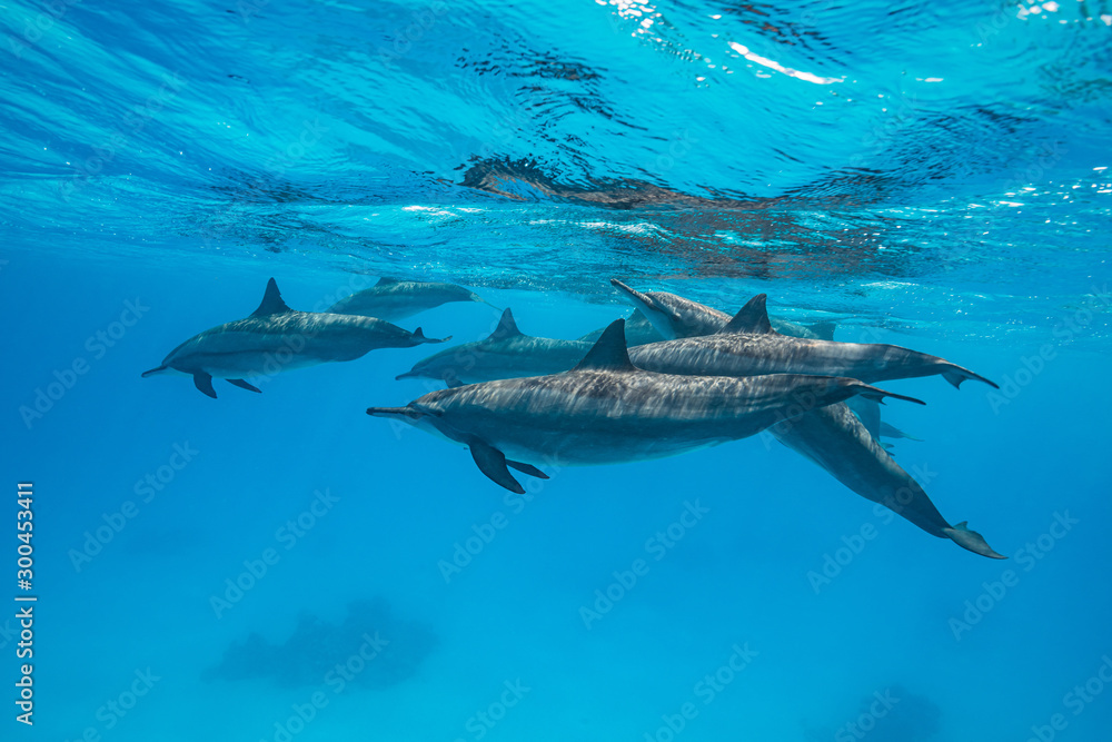 Obraz premium pod of Spinner dolphins (Stenella longirorstris) swimming over sand in Sataya reef, Egypt, Red Sea