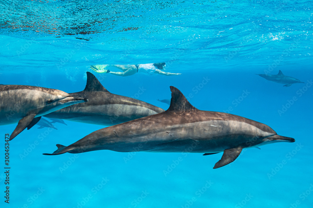 Obraz premium woman swimming with a pod of Spinner dolphins (Stenella longirorstris) over sand in Sataya reef, Egypt, Red Sea