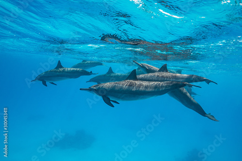pod of Spinner dolphins (Stenella longirorstris) swimming over sand in Sataya reef, Egypt, Red Sea