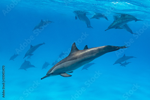 pod of Spinner dolphins (Stenella longirorstris) swimming over sand in Sataya reef, Egypt, Red Sea © Subphoto