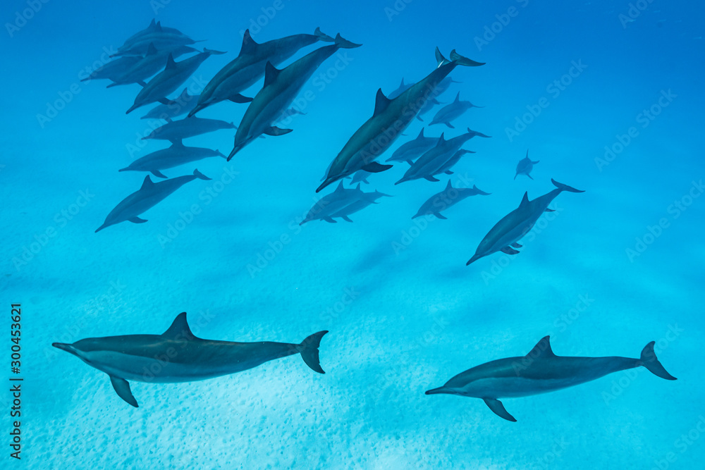 Obraz premium pod of Spinner dolphins (Stenella longirorstris) swimming over sand in Sataya reef, Egypt, Red Sea