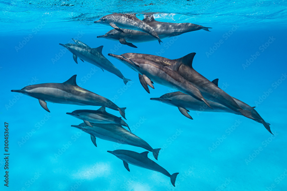 Obraz premium pod of Spinner dolphins (Stenella longirorstris) swimming over sand in Sataya reef, Egypt, Red Sea