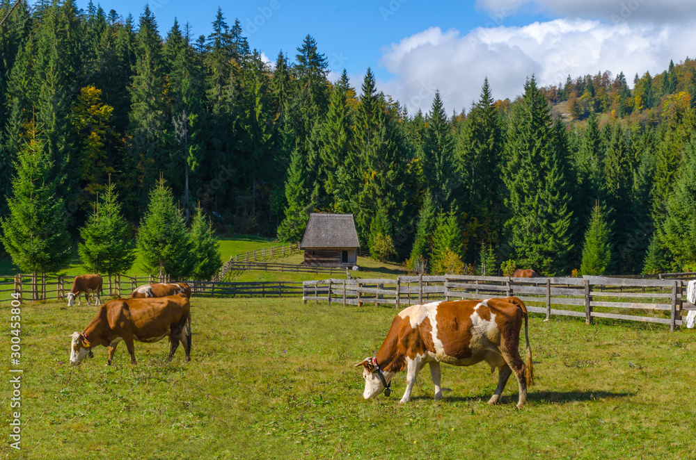 Autumn landscape with small traditional wooden house and cows grazing in Apuseni Mountains, Transylvania, Romania