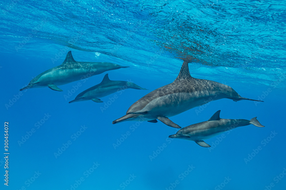 mothers and babies Spinner dolphins (Stenella longirorstris) swimming over sand in Sataya reef, Egypt, Red Sea mothers and babies Spinner dolphins (Stenella longirorstris) swimming over sand in Sataya reef, Egypt, Red Sea