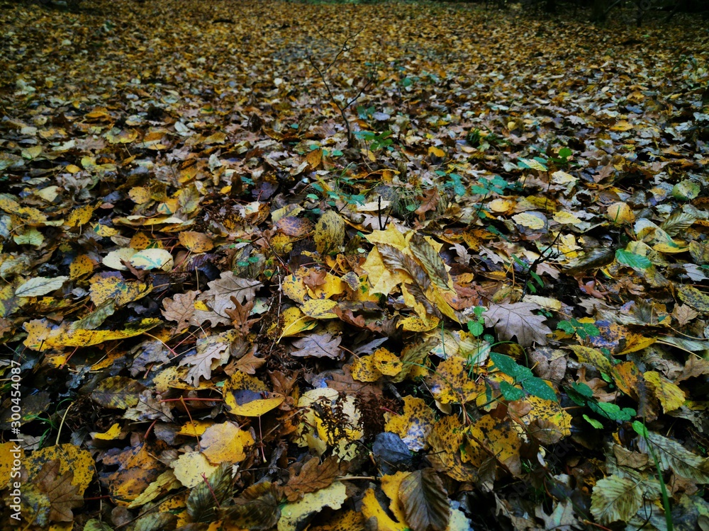 Beautiful picture with yellow, red and orange leaves. Autumn forest background. Fall day. Landscape photography. Autumn natural background. Fall forest. Growth concept. Beautiful colorful foliage Beautiful picture with yellow, red and orange leaves. Autumn forest background. Fall day. Landscape photography. Autumn natural background. Fall forest. Growth concept. Beautiful colorful foliage