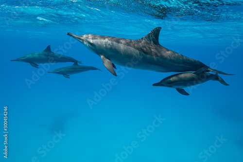 mothers and babies Spinner dolphins (Stenella longirorstris) swimming over sand in Sataya reef, Egypt, Red Sea