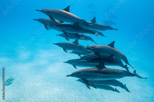 pod of Spinner dolphins  Stenella longirorstris  swimming over sand in Sataya reef  Egypt  Red Sea