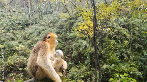 golden snub nosed monkeys in autumn
