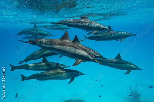 pod of Spinner dolphins (Stenella longirorstris) swimming over sand in Sataya reef, Egypt, Red Sea © Subphoto