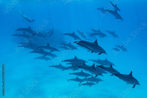 woman swimming with a pod of Spinner dolphins  Stenella longirorstris  over sand in Sataya reef  Egypt  Red Sea