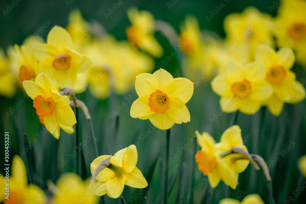 yellow daffodils in the garden