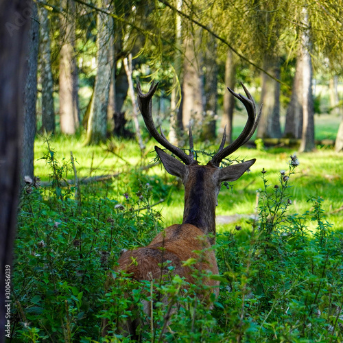 deer in the forest