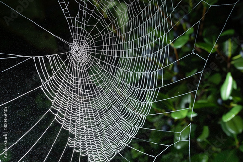 Graphic background of dew drops on a white spider web with a dark background