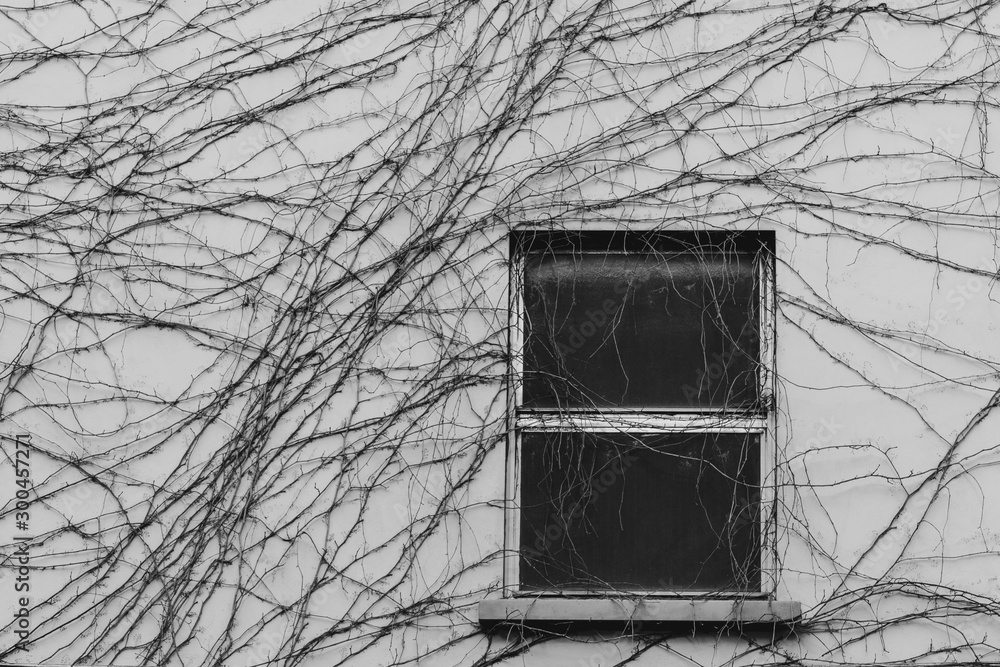 climbing plant on the window of an abandoned building climbing plant on the window of an abandoned building
