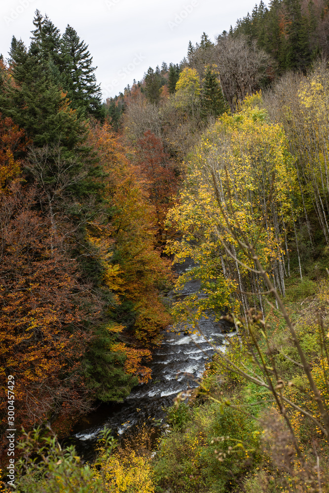 autumn in the forest