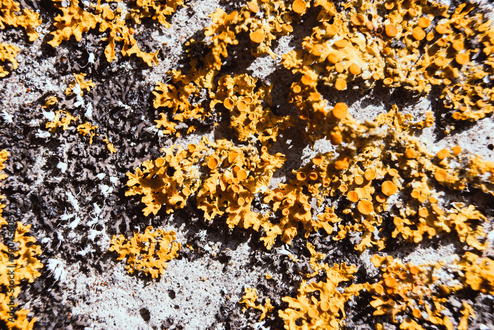 Orange lichen, yellow scale, shore lichen. Orange lichen, yellow scale, shore lichen.