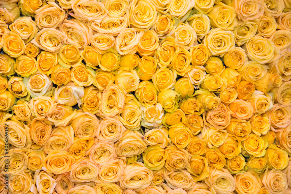 Background of rose flowers yellow white tea color. Backgrounds, structures, designs. Floriculture, agriculture. Background of rose flowers yellow white tea color. Backgrounds, structures, designs. Floriculture, agriculture.