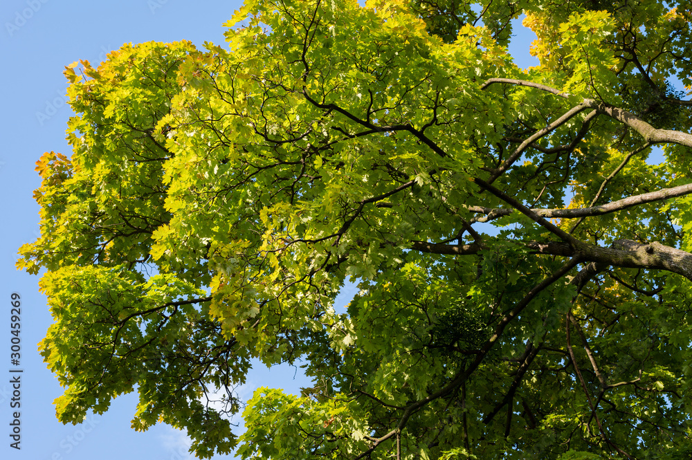Colorful leaves in autumn time on maple tree. Colorful leaves in autumn time on maple tree.